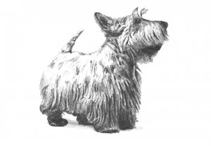  od Kulik