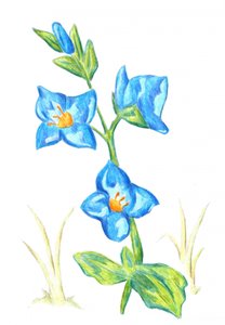  od Kulik