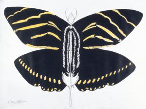 Opeřený motýl, 2004 (barevná tužka na papíře)