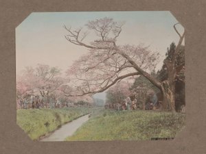 Lidé a třešňové květy na obou stranách potoka v Koganei, Tokio, Japonsko od Kusakabe Kimbei