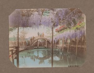 Lidé na mostě, s vistárií kvetoucí v popředí, v Kameido, Tokio, Japonsko