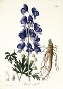 Aconitum Napellus z „Phytographie Medicale“ od Josepha Roquese (1772-1850), vydaného v roce 1821