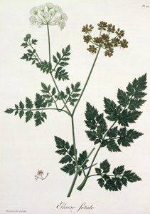 Aethusa Cynapium z „Phytographie Medicale“ od Josepha Roquese (1772-1850), vydaného v roce 1821 od L.F.J. Hoquart