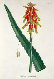 Aloe z „Phytographie Medicale“ od Josepha Roquese (1772-1850), vydaného v roce 1821