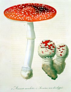 Amanita Muscaria z „Phytographie Medicale“ od Josepha Roquese (1772-1850), vydaného v roce 1821