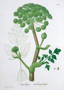 Angelica Zahrada archangeliky Angelika, 1821 od LFJ Hoquart