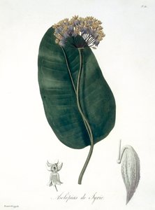 Asclepias Syriaca z „Phytographie Medicale“ od Josepha Roquese (1772-1850), vydaného v roce 1821 od L.F.J. Hoquart