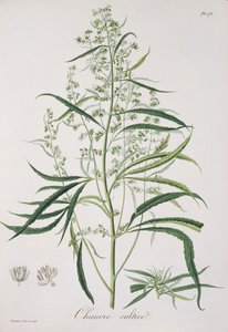 Cannabis Sativa z „Phytographie Medicale“ od Josepha Roquese (1772-1850), vydaného v roce 1821 od L.F.J. Hoquart