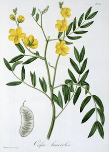 Cassia z „Phytographie Medicale“ od Josepha Roquese (1772-1850), vydaného v roce 1821