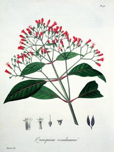 Cinchona z „Phytographie Medicale“ od Josepha Roquese (1772-1850), vydaného v roce 1821 od L.F.J. Hoquart