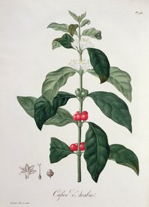 Coffea Arabica z 