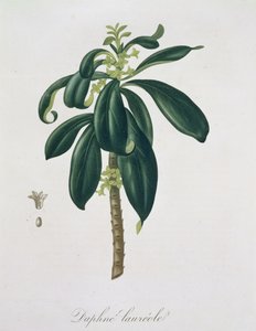 Daphne Laureda z „Phytographie Medicale“ od Josepha Roquese (1772-1850), vydaného v roce 1821