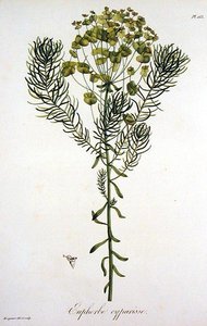 Euphorbia Cyparissias z 