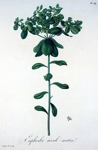 Euphorbia Helioscopia z 