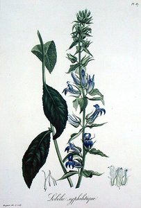 Lobelia Siphilitica z 