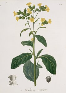 Nicotiana z knihy "Phytographie Medicale" od Josepha Roquese (1772-1850), vydané v roce 1821. od L.F.J. Hoquart