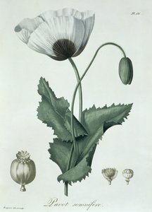 Papaver Somniferum z „Phytographie Medicale“ od Josepha Roquese (1772-1850), vydaného v roce 1821