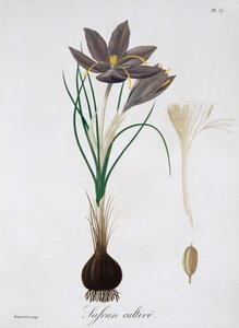 Saffron Crocus, 1821. od LFJ Hoquart