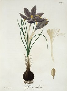 Šafrán krokusový z knihy "Phytographie Medicale" od Josepha Roquese (1772-1850), vydané v roce 1821.