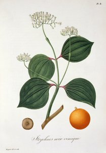 Strychnos nux vomica z „Phytographie Medicale“ od Josepha Roquese (1772-1850), vydaného v roce 1821