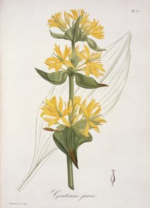 Žlutý hořec z „Phytographie Medicale“ od Josepha Roquese (1772-1850), vydaného v roce 1821