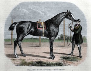 Anglický dostihový kůň Eclipse. Ilustrace Rouyer. od L. (after) Rouyer