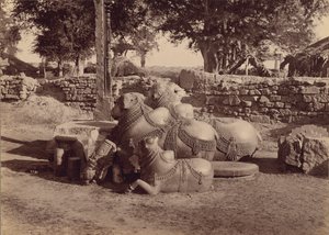 Býci s ornamentálními řezbami z boku, Warangal, Hyderabad, Deccan