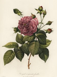 Bengálská růže, odrůda Rosa chinensis, Bengálsko velkolistá od Langlois Langlois