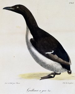 Brunnichův Guillemot z Voyage pittoresque autour du monde