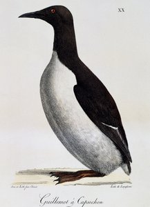 Guillemot obecný (Uria aalge), z Voyage pittoresque autour du monde