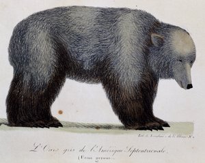 Medvěd šedý (Ursus griseus), z Voyage pittoresque autour du monde