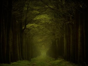 Cesta temným lesem od Lars van de Goor †
