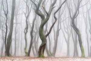 Tajemný zimní les od Lars van de Goor †