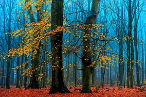  od Lars van de Goor †