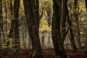Zamlžený podzimní les od Lars van de Goor †