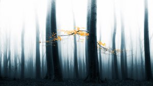 Záře zamlženého lesa od Lars van de Goor †