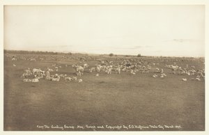 The Lambing Camp, 1894.