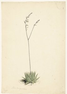 Kvetoucí aloe od Laurens Vincentsz. van der Vinne