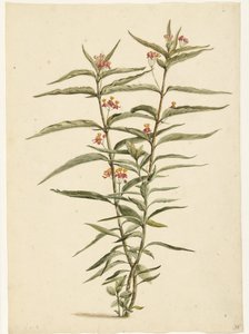 Kvetoucí třezalka tečkovaná (Asclepias curassavica) od Laurens Vincentsz. van der Vinne