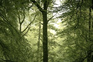Branchline, 2024 (foto) od Lee Cooper