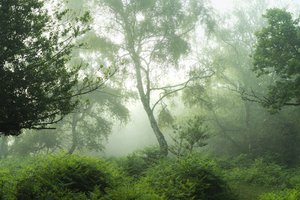 Ozvěny v zeleném, 2024 (foto)