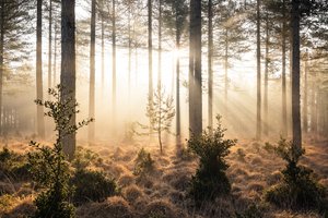 Emberwood, 2023 (foto) od Lee Cooper