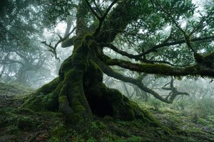 Zapomenutá země, 2025 (foto) od Lee Cooper