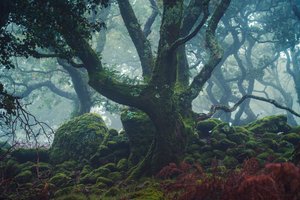 Frosted Light, 2024 (foto) od Lee Cooper