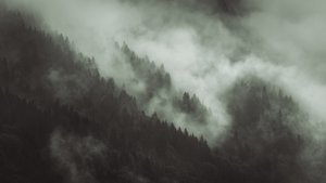 Tangled, 2022 (foto)