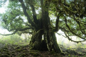 Zbytky lesa III, 2023 (foto) od Lee Cooper