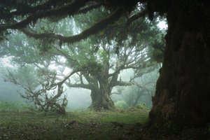 The Gathering Wood, 2023 (foto) od Lee Cooper