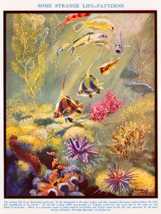 Australský korálový útes (barevná litografie)