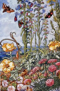 Ilustrace z „Sea-Shore Life in Britain“ vytištěné v roce 1947 (barevně lito)
