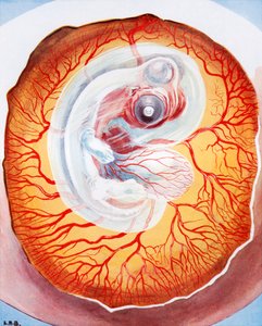 Pták vyvíjející se ve vejci (barevná litografie)